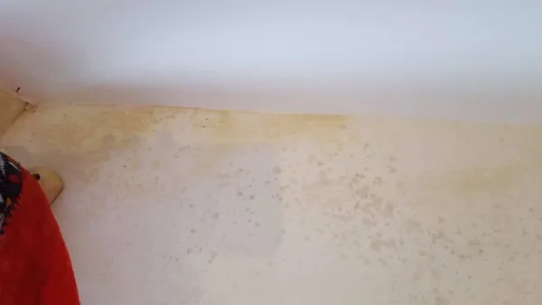 Pourquoi y a-t-il autant de moisissure dans nos maisons ?