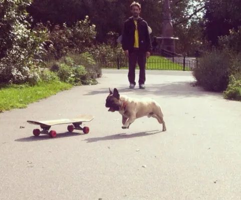 Eric ist eine anderthalbjährige französische Bulldogge, die es liebt, Skateboard zu fahren