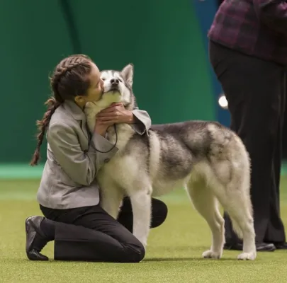 Mandat junior de la plus grande exposition canine au monde