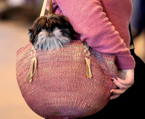 PHOTO DE FICHIER - Shih Tzu transporté dans un sac à main pendant Crufts.